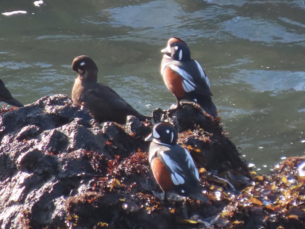 Ahate arlekina - ML647217012