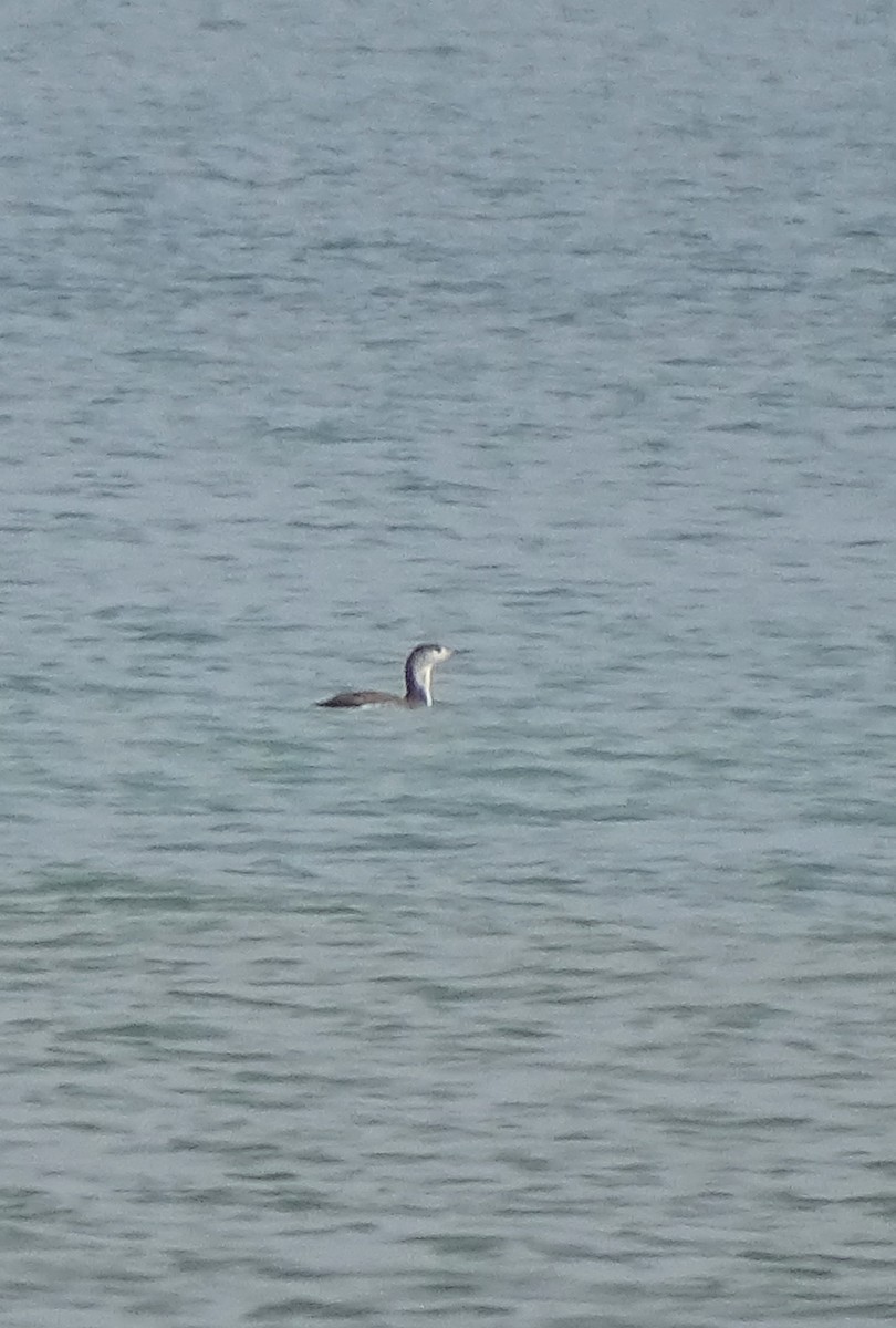 Red-throated Loon - ML647217021