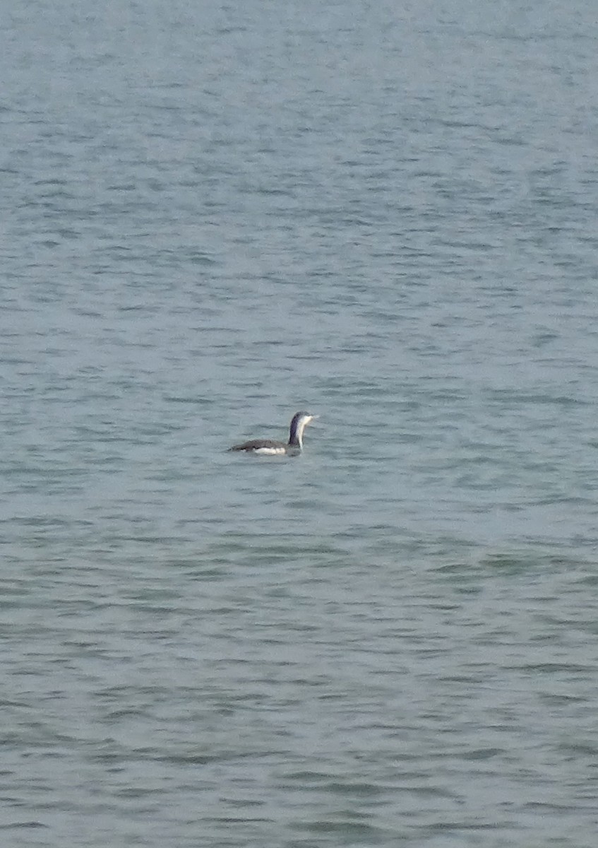 Red-throated Loon - ML647217022