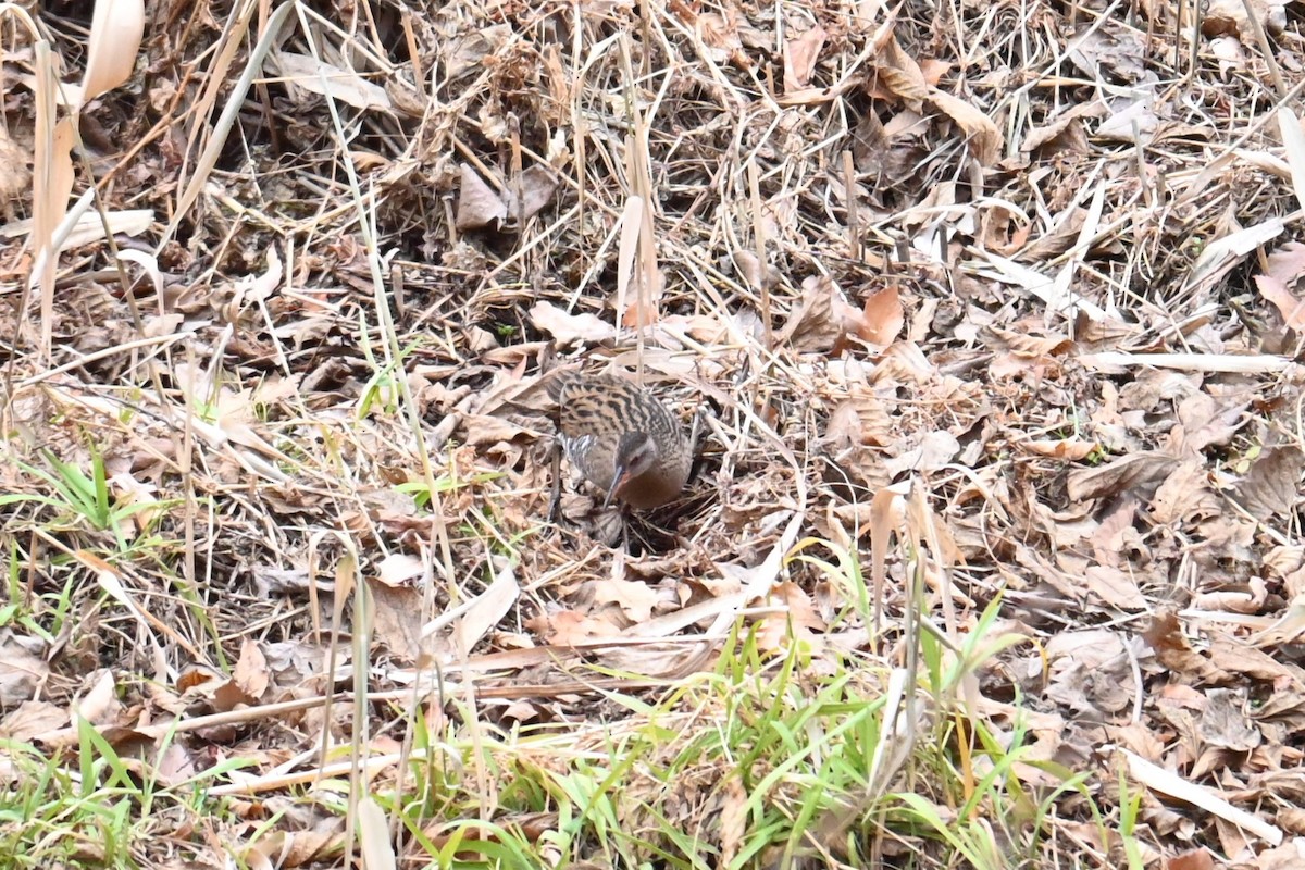 Восточный пастушок - ML647217029