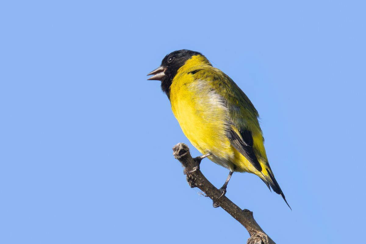 Hooded Siskin - ML647217038