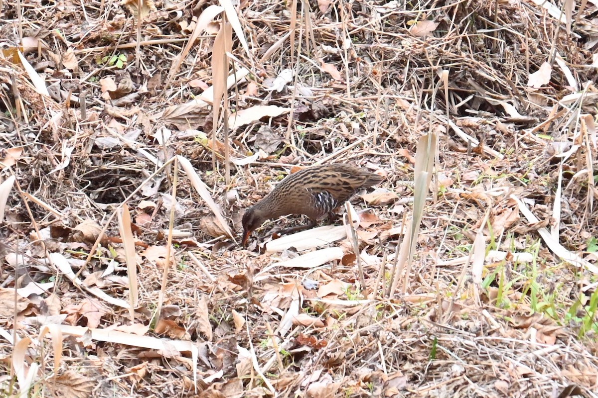 Восточный пастушок - ML647217056