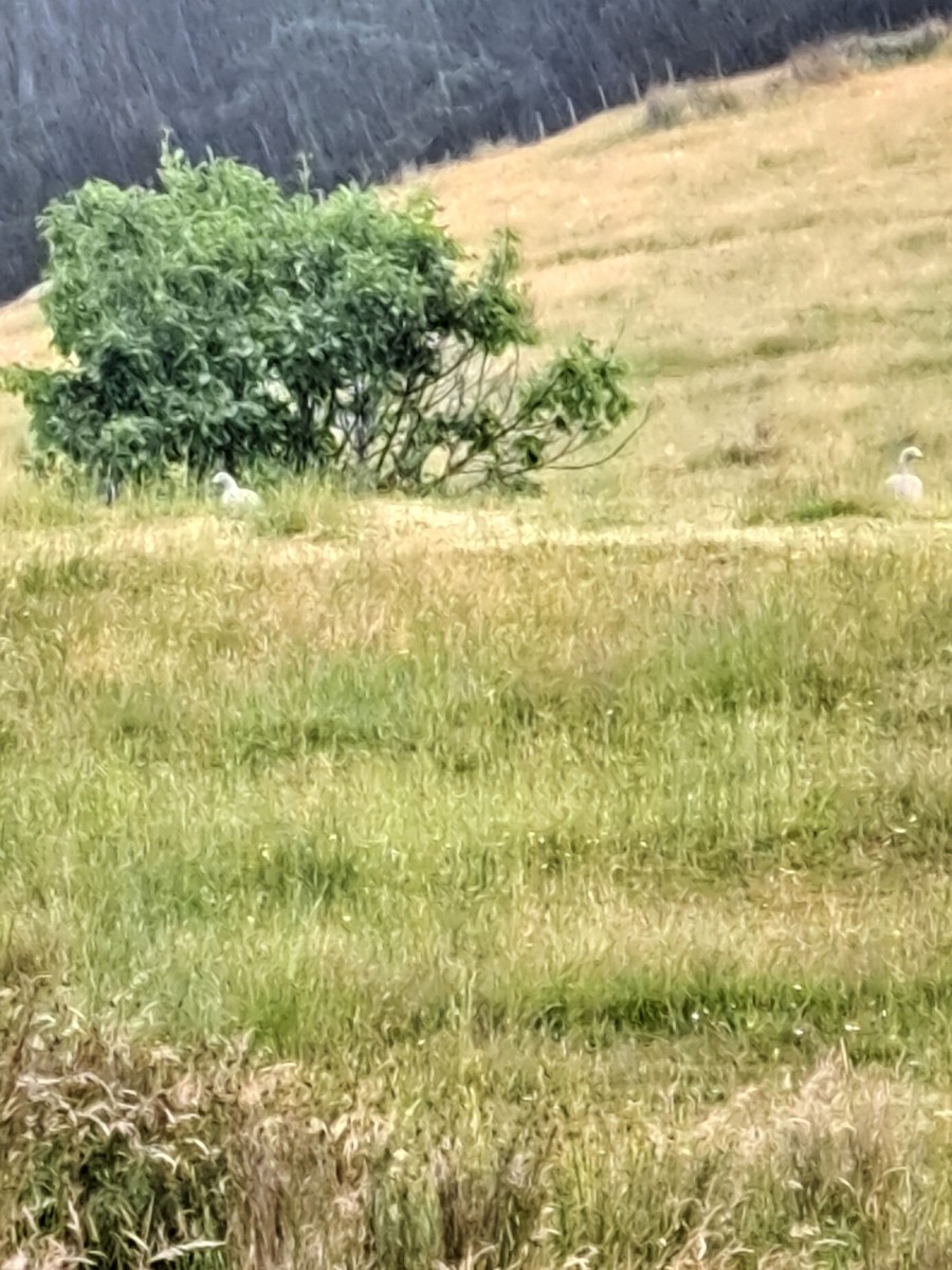 Antzara hauskara - ML647217059