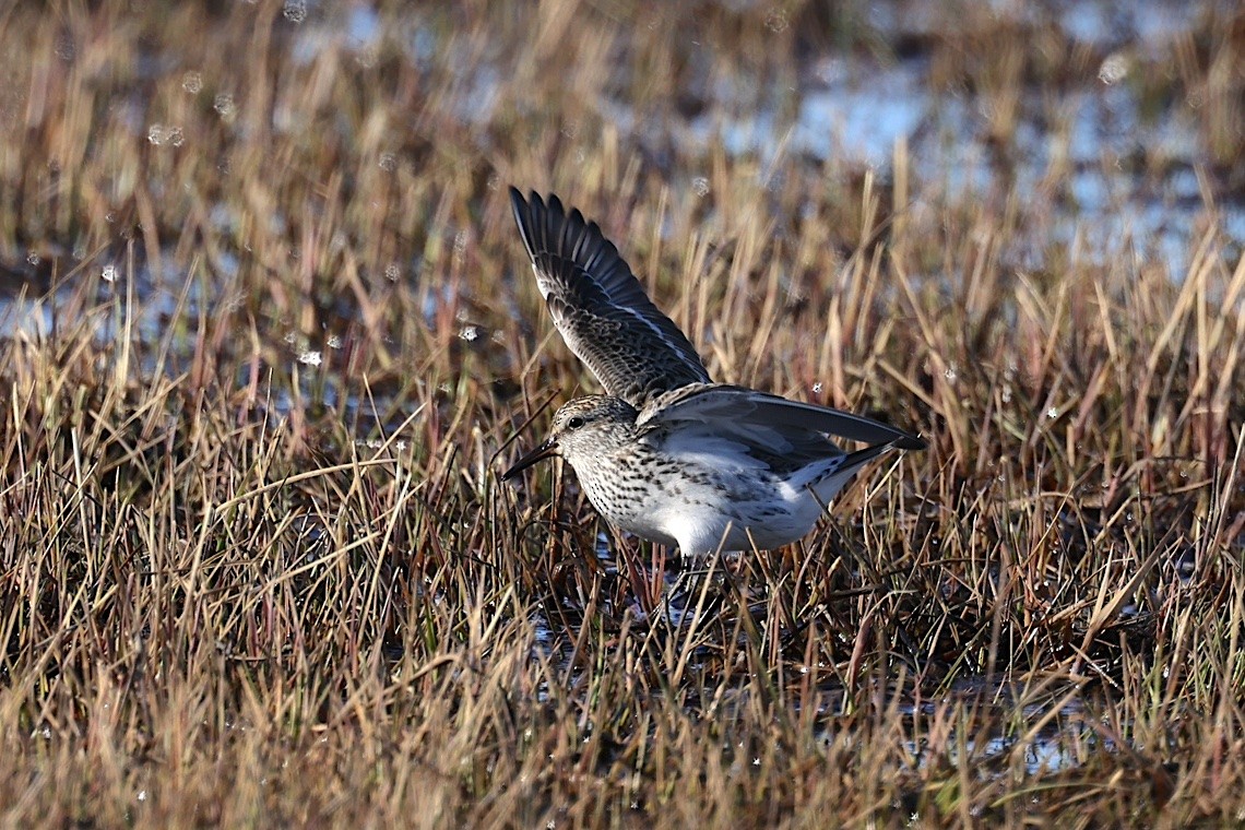 コシジロウズラシギ - ML647217071