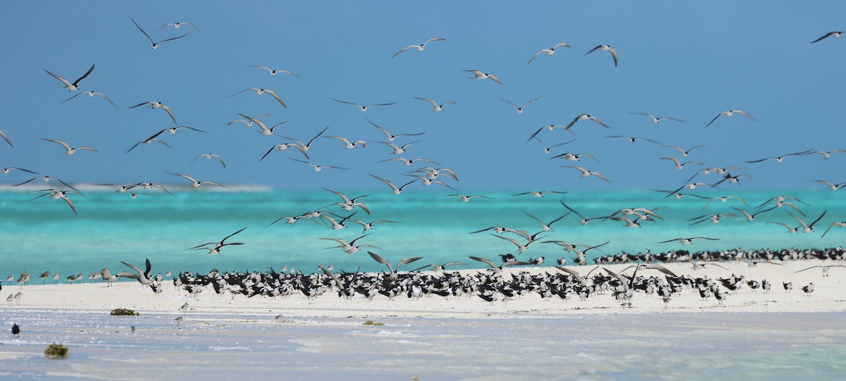 Тёмная крачка - ML647217072