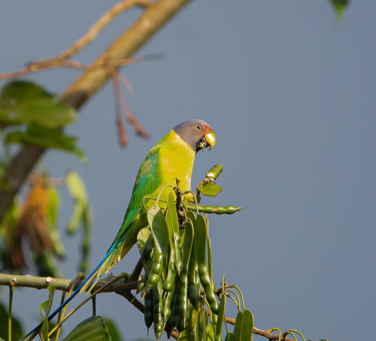 Сливоголовый кольчатый попугай - ML647217074