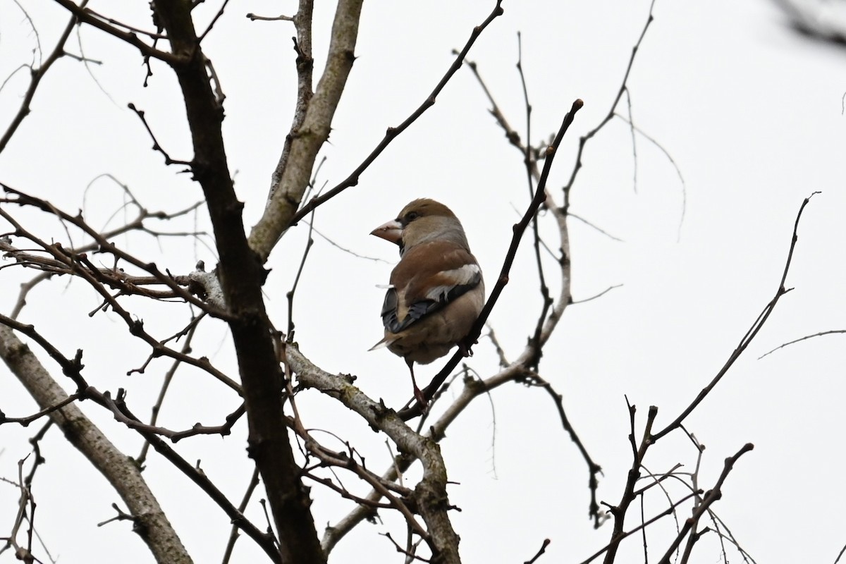 Обыкновенный дубонос - ML647217075