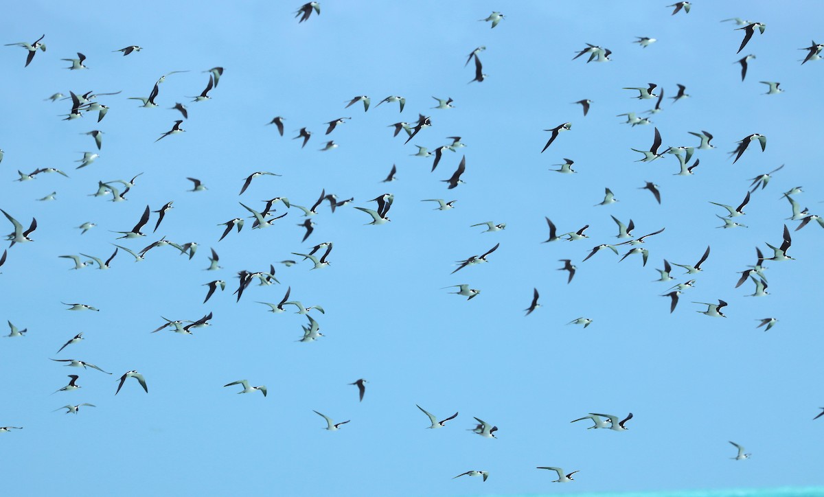 Тёмная крачка - ML647217077