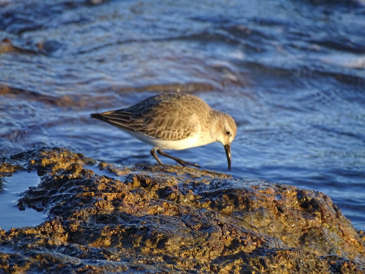 Чернозобик - ML647217078