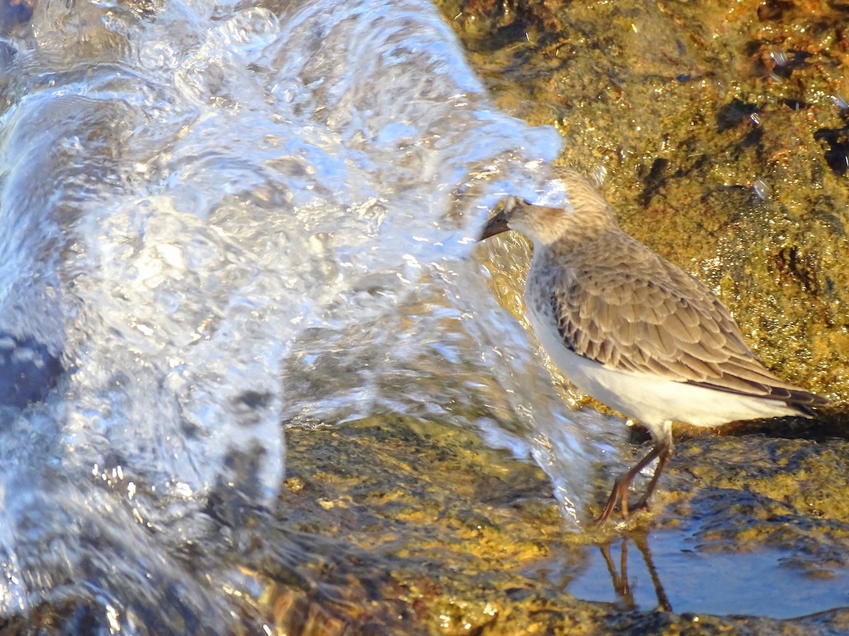 Чернозобик - ML647217079