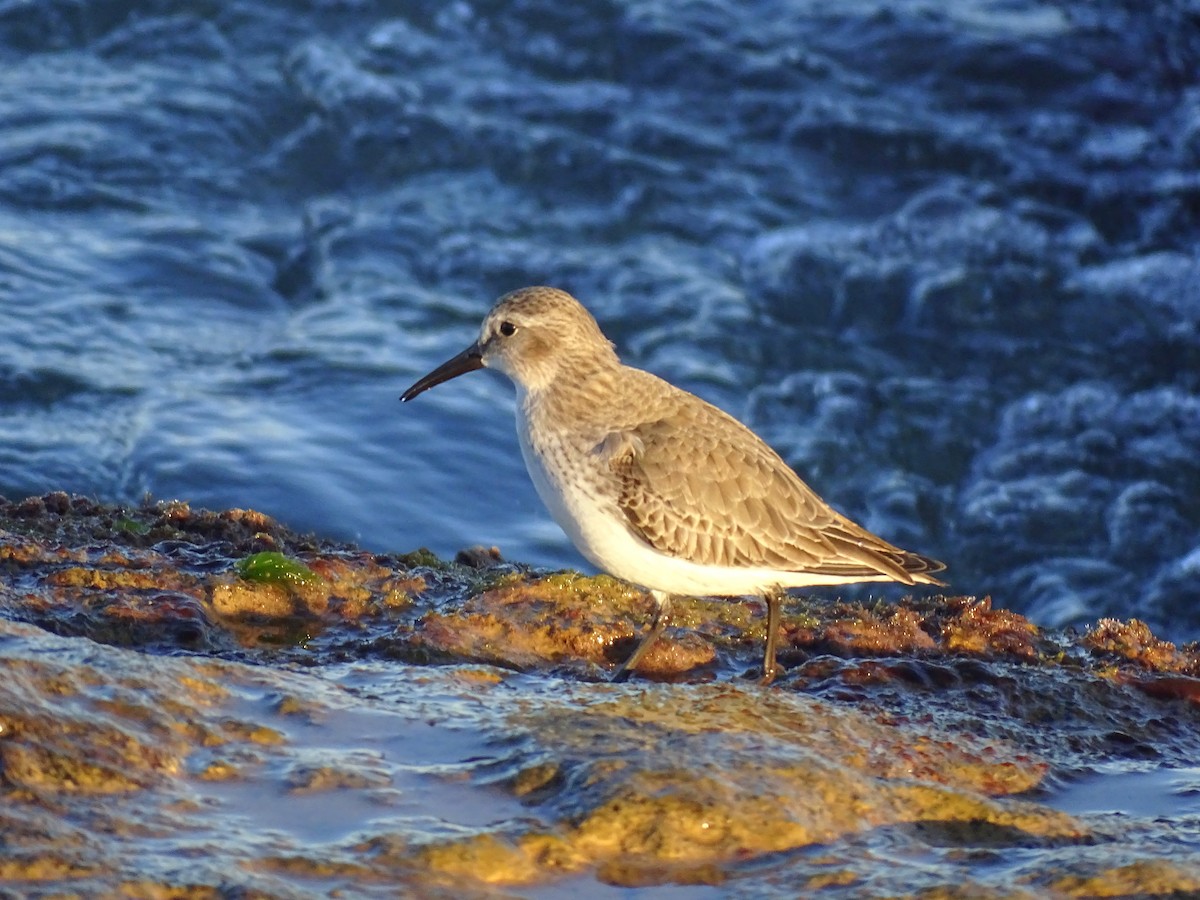 Чернозобик - ML647217080