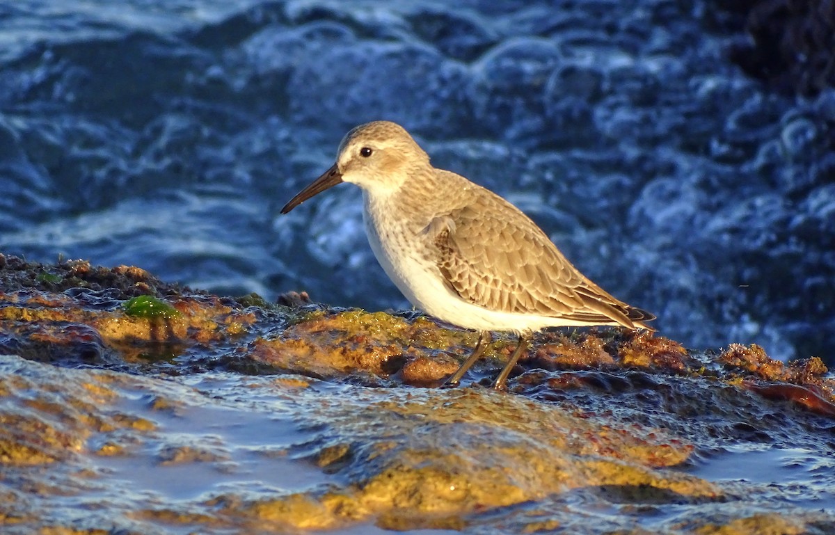 Чернозобик - ML647217081