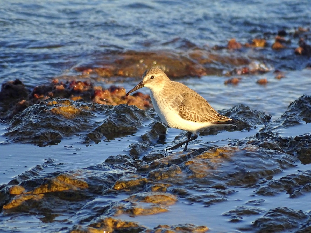 Чернозобик - ML647217082