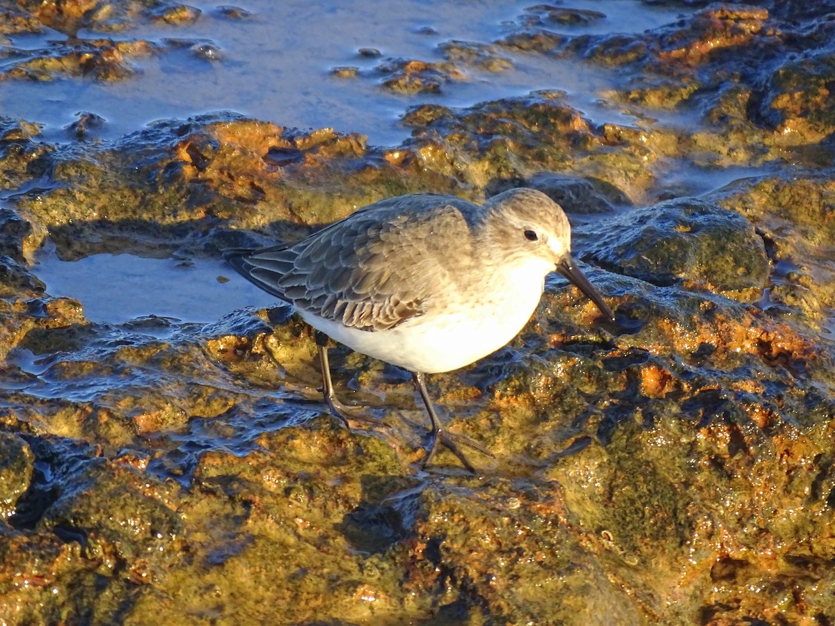 Чернозобик - ML647217083