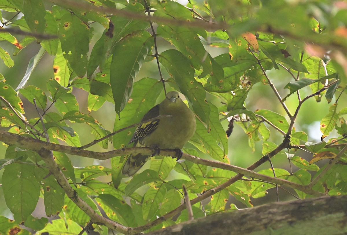 Андаманский зеленый голубь - ML647217084