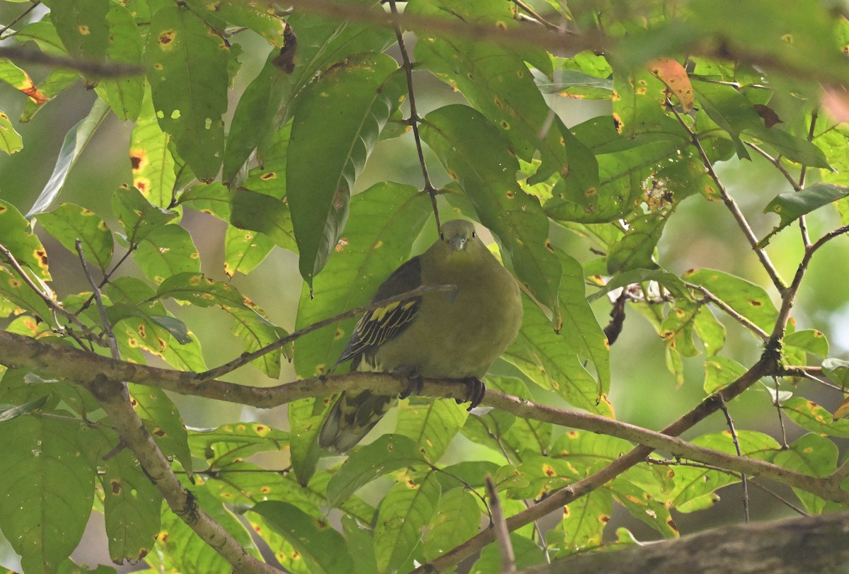 Андаманский зеленый голубь - ML647217085