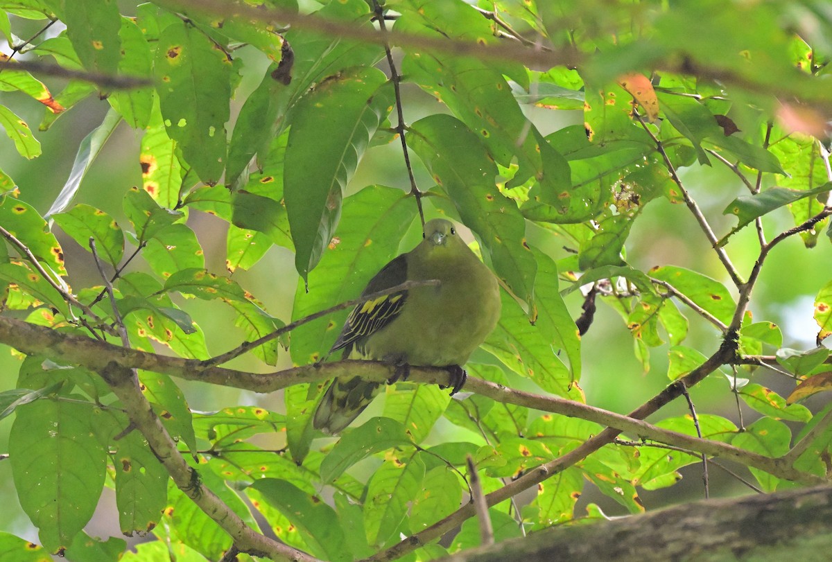 Андаманский зеленый голубь - ML647217086
