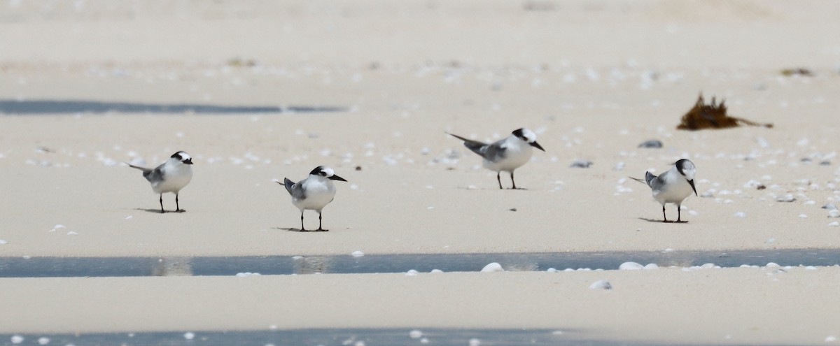 Малая крачка - ML647217087