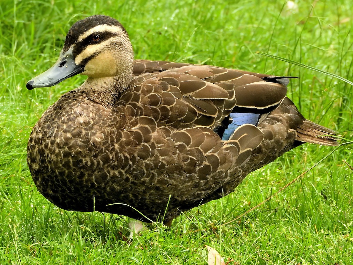 Серая кряква - ML647217088