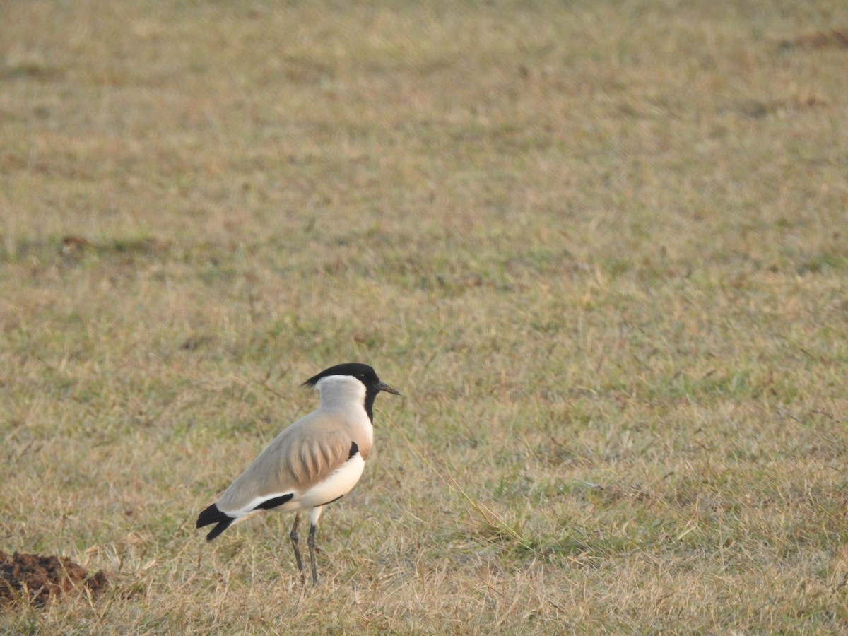 Индийский чибис - ML647217089