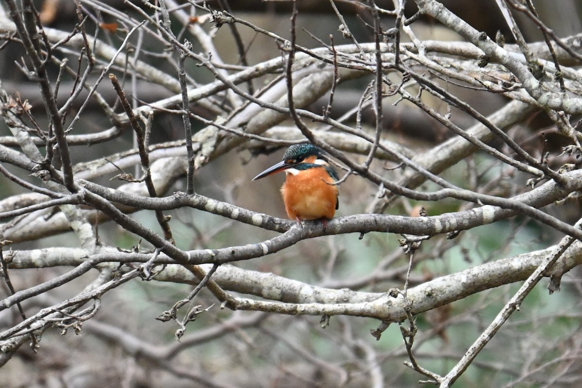 Зимородок - ML647217090