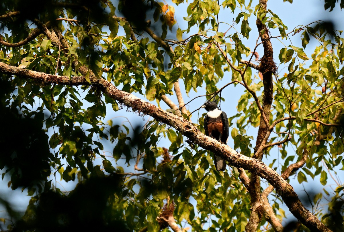 Чёрная база - ML647217092