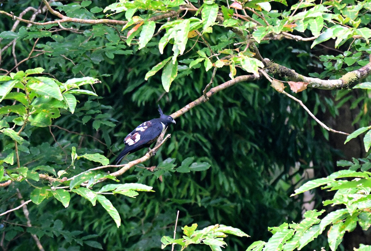 Чёрная база - ML647217093