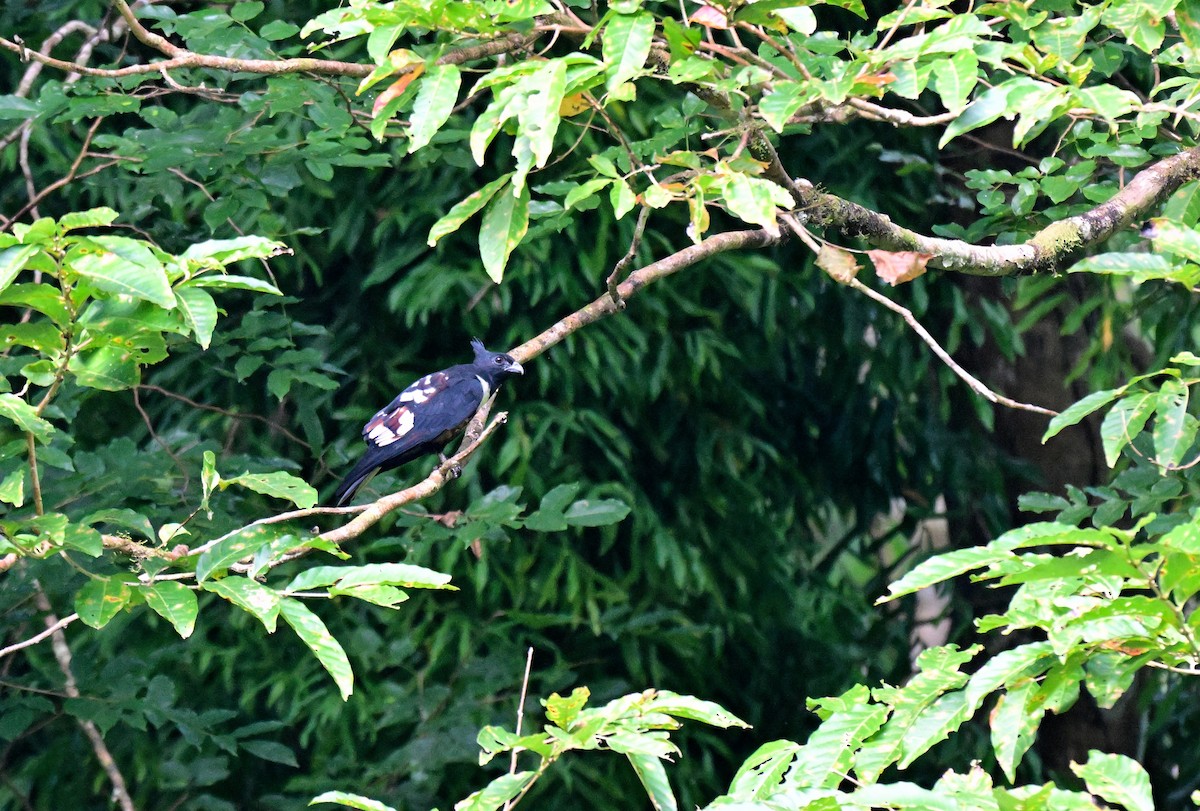 Чёрная база - ML647217094