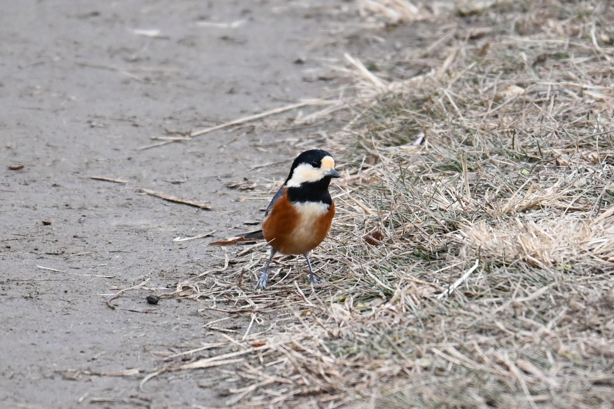 Тиссовая синица - ML647217099