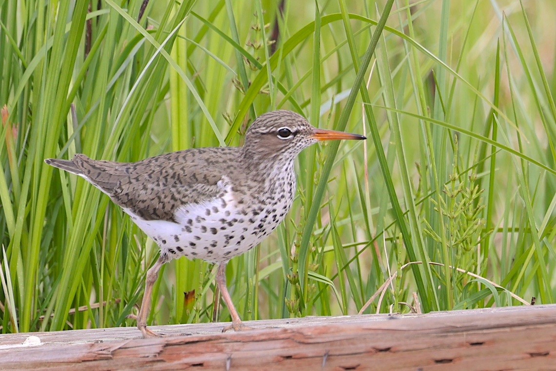 Пятнистый перевозчик - ML647217101