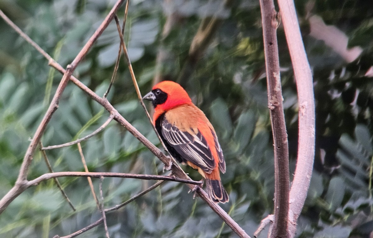 Чернокрылый ткачик - ML647217103