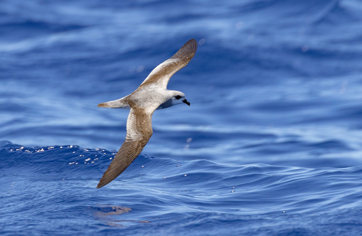 Чернокрылый тайфунник - ML647217106