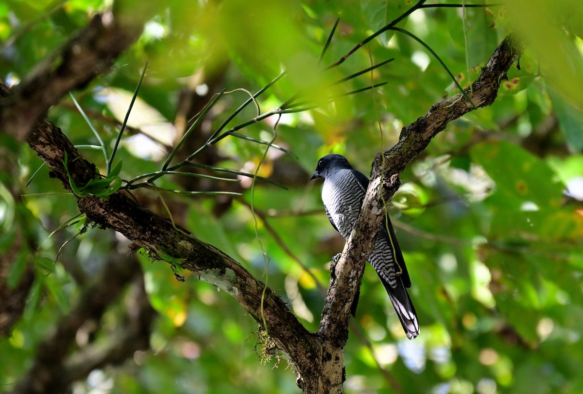 Андаманский воронец - ML647217110