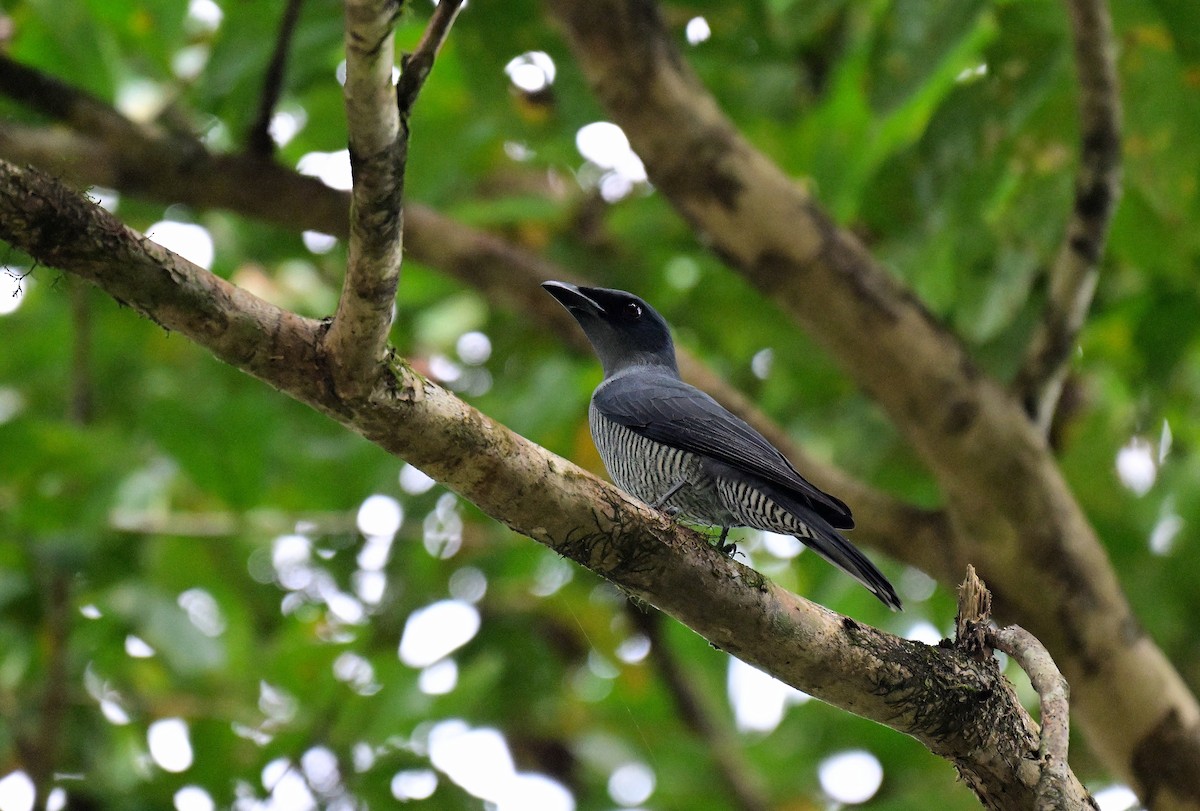 Андаманский воронец - ML647217111