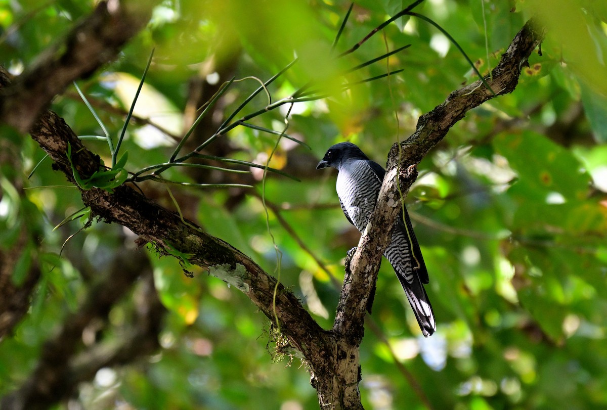 Андаманский воронец - ML647217112