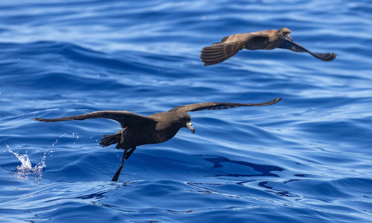 Parkinson's Petrel - ML647217114