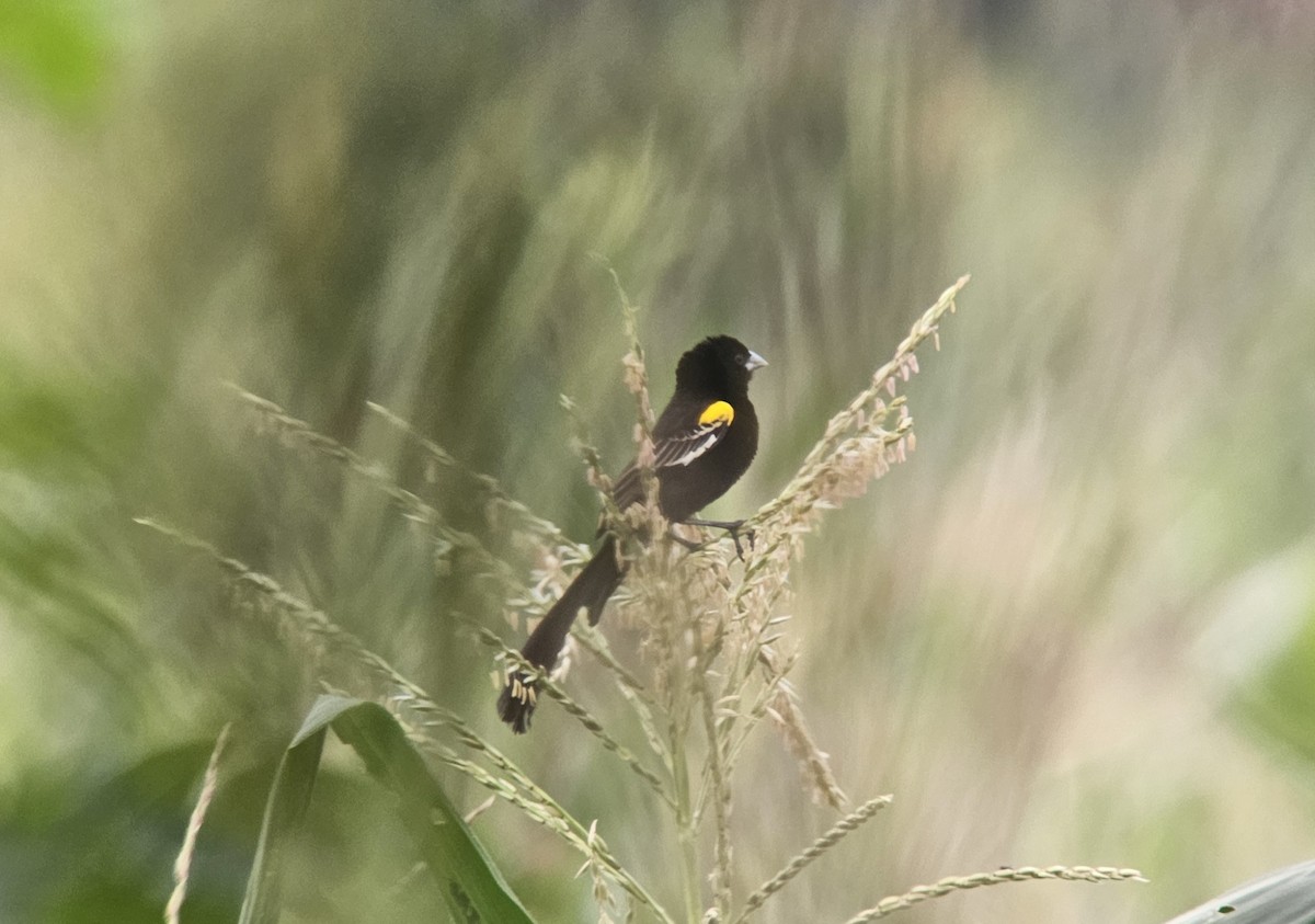 White-winged Widowbird - ML647217115