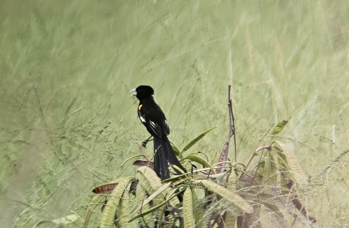 White-winged Widowbird - ML647217116