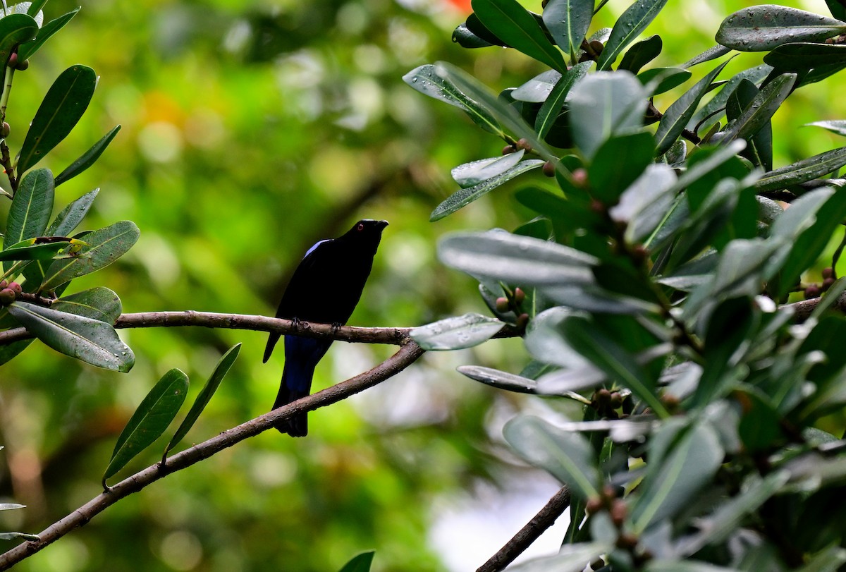 Asian Fairy-bluebird - ML647217117
