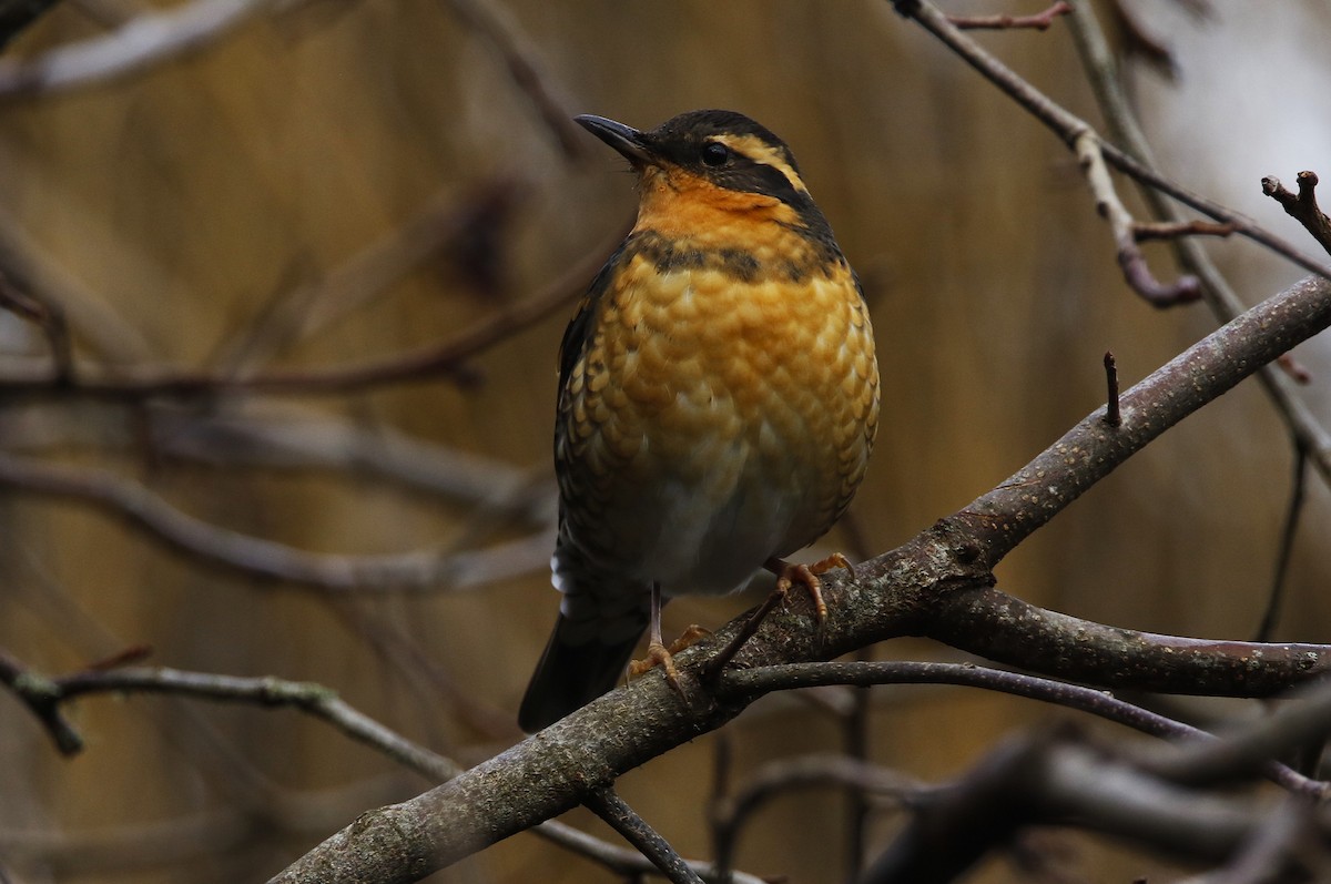 Varied Thrush - ML647217118