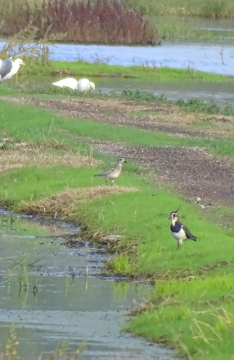 Black-bellied Plover - ML647217122