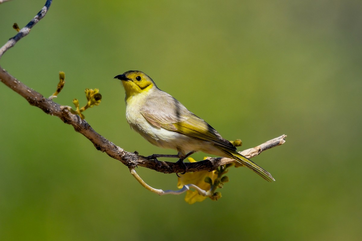 Yellow-tinted Honeyeater - ML647217129