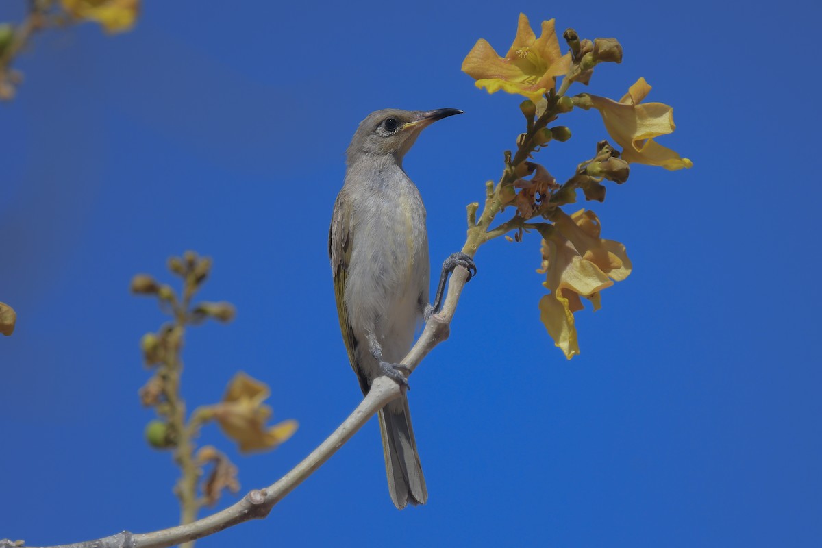 Brown Honeyeater - ML647217130