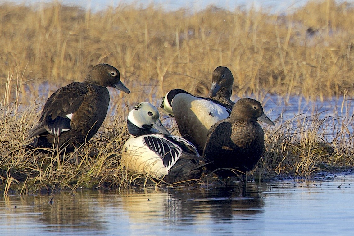 Steller's Eider - ML647217131