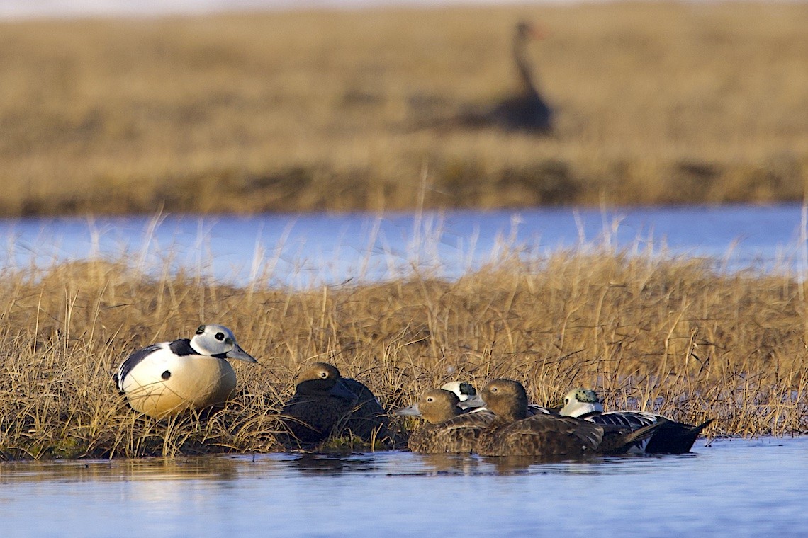 Steller's Eider - ML647217132