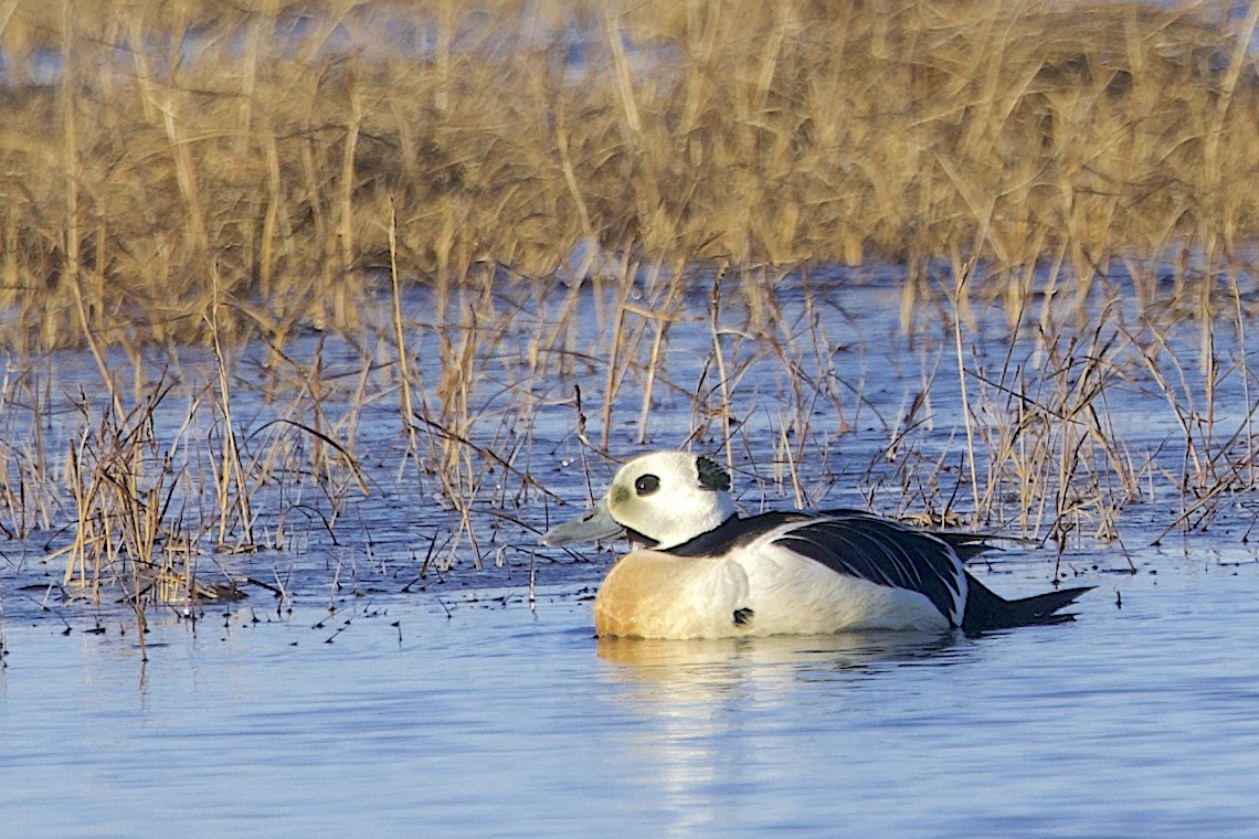 Steller's Eider - ML647217133