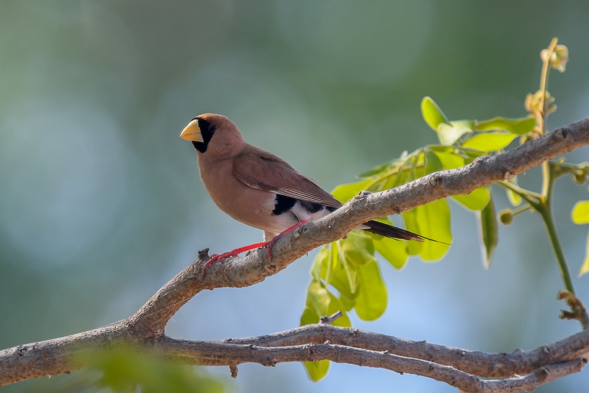 Diamante Enmascarado (personata) - ML647217134