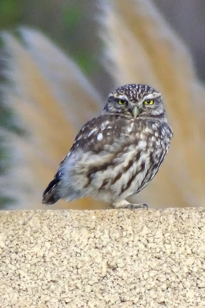 Little Owl - ML647217138
