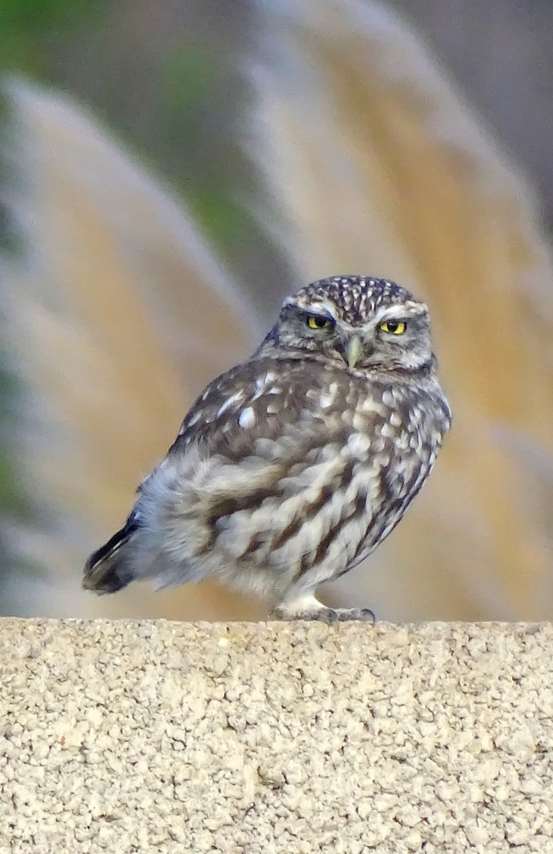 Little Owl - ML647217139