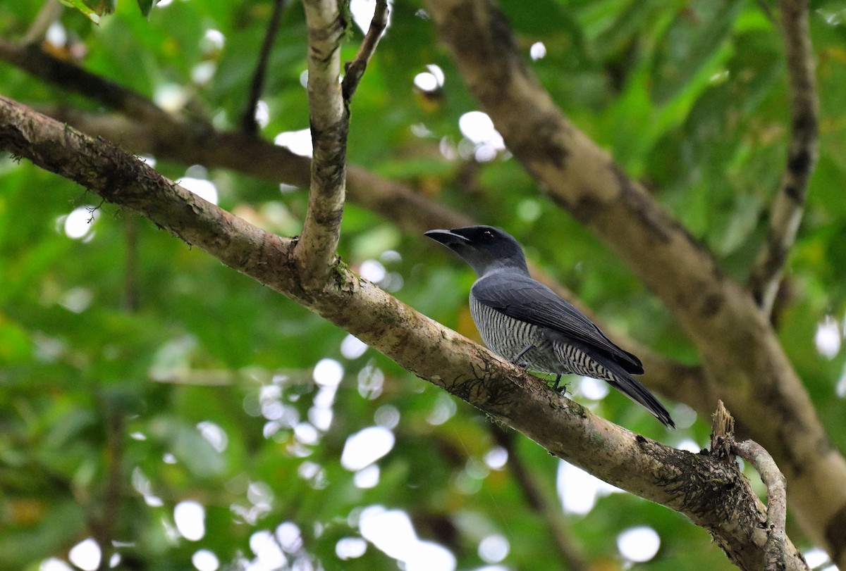Andaman Cuckooshrike - ML647217144